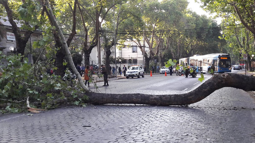 Un herido dejó la caída de un árbol en Providencia