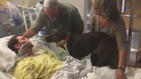 Hospital permitió que un perro se despidiera de su dueño moribundo