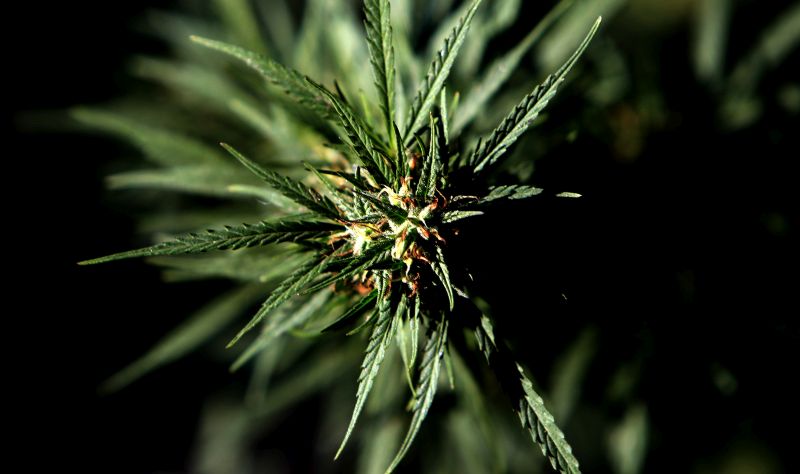 Aprobaron ensayo clínico para el uso de extracto de cannabis medicinal