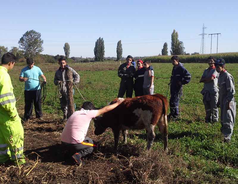 Colegio de San Ignacio ganó proyecto de la Fundación Luksic | soychile.cl