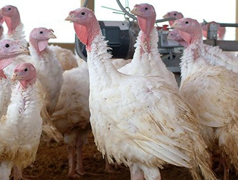 Perú suspende por 180 días importación aves de Chile por brote de gripe aviar