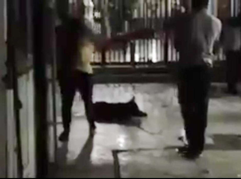 Mujer mató a palos a un perro callejero en Patronato