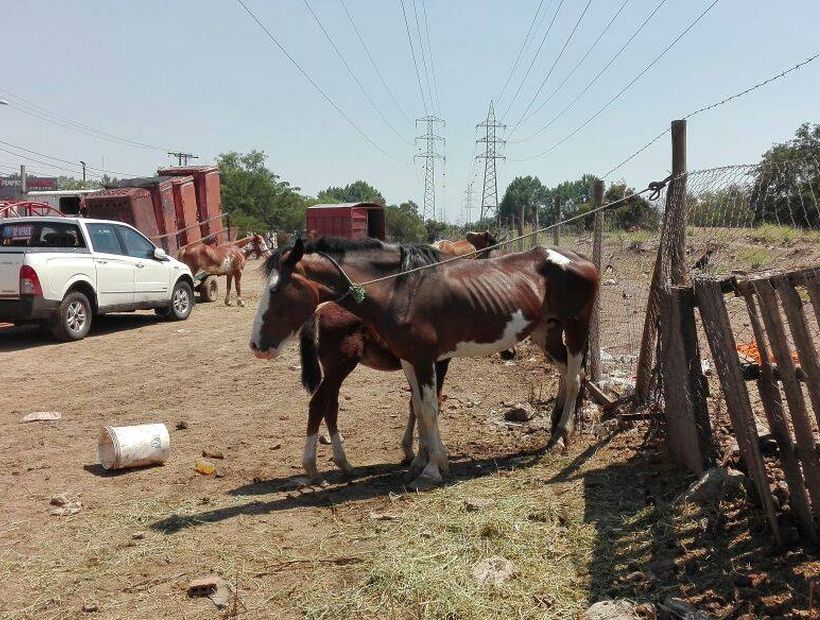 Denuncian maltrato animal en Pudahuel: decenas de caballos sufren desnutrición y son faenados en el mismo predio al morir