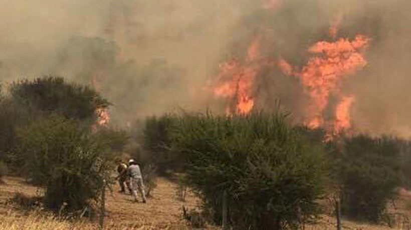 Bachelet instruyó declarar zona de catástrofe a territorios afectados por incendios forestales