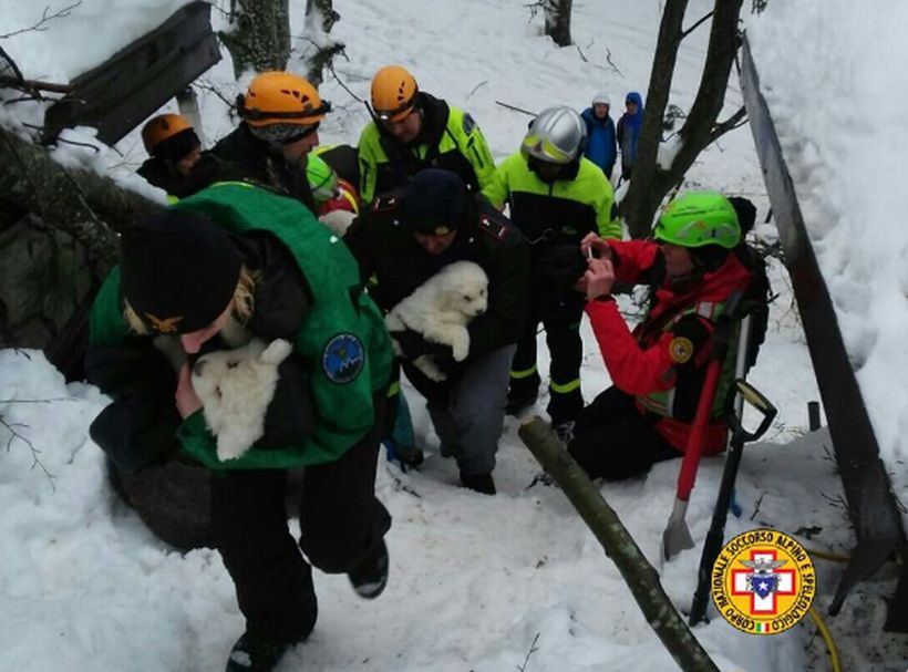 Italia: encontraron a tres cachorros con vida en el hotel sepultado por alud