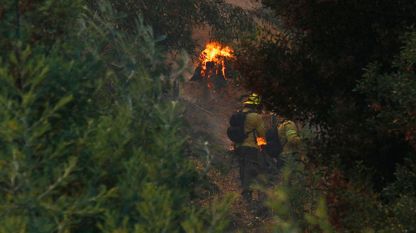 Incendios forestales en el país han consumido 130 mil hectáreas de terreno