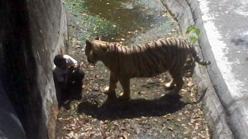 Un tigre mató a un turista en un zoológico del este de China