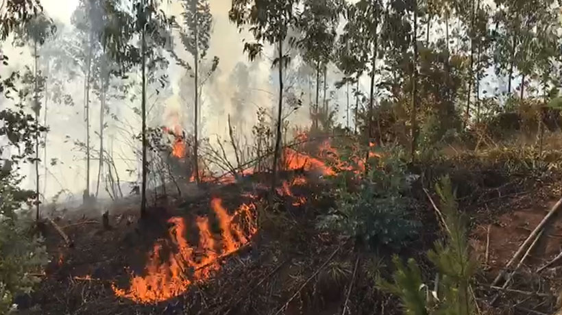 Conaf: 62 incendios forestales se encuentran en combate y fuego ha consumido más de 585 mil hectáreas