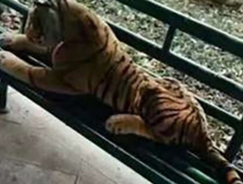 China: un tigre de peluche causó pánico en pleno parque
