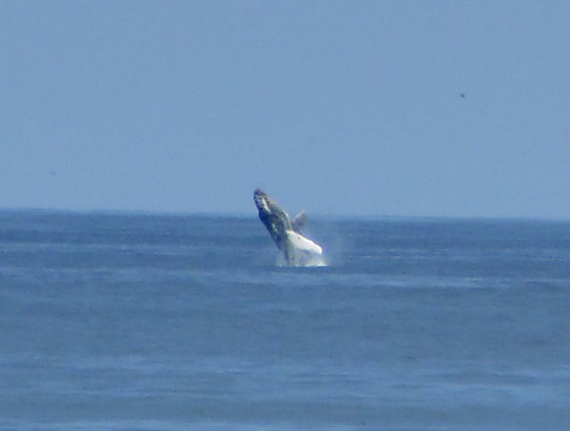 Expedición estudia salud de los océanos a través de conducta de la ballena azul