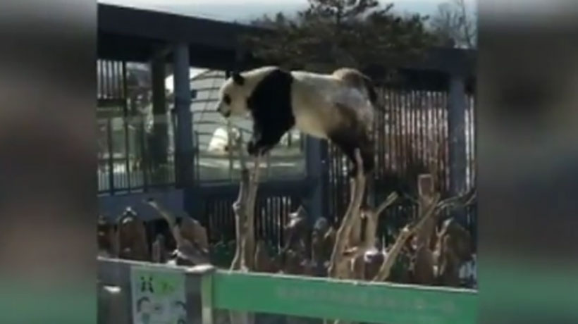 Con diversas acrobacias un oso panda demostró su felicidad tras una nevada en China