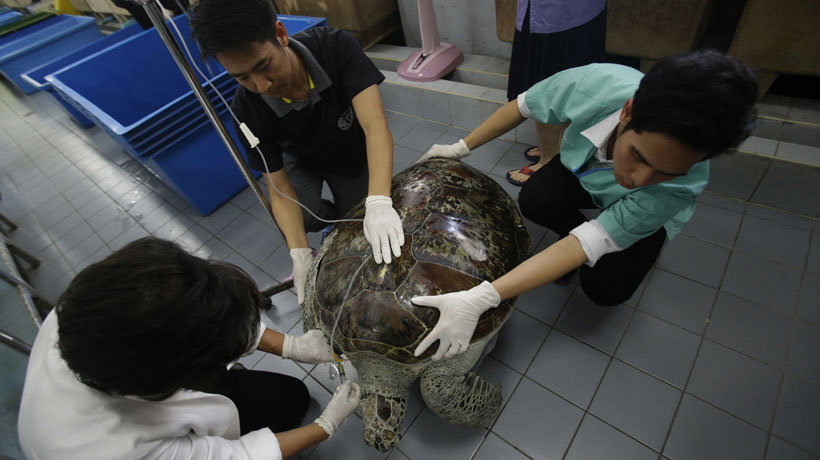 Salvaron a tortuga que se tragó más de 900 monedas en Bangkok