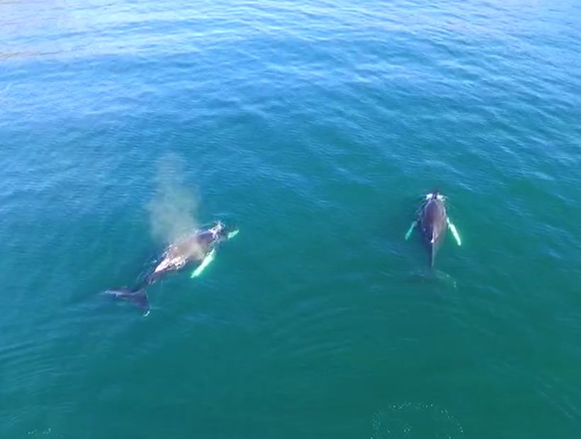[VIDEO] Buque de la Armada se encontró con dos ballenas en el canal Beagle