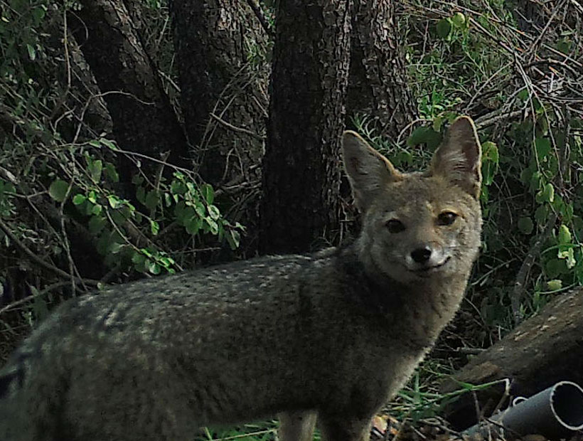 Cámaras Trampa De Conaf Captan Más De 11 Mil Imágenes De La Fauna Del ...