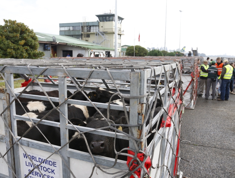 Exportación vía aérea de vaquillas abre nueva alternativa de negocios