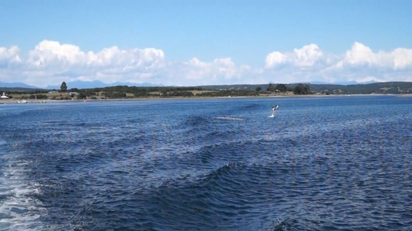 Maravíllate con los espectaculares saltos de un delfín en aguas australes