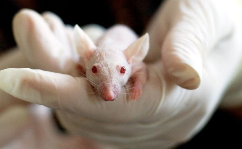 Ratones con párkinson recobran movilidad gracias a la reprogramación genética