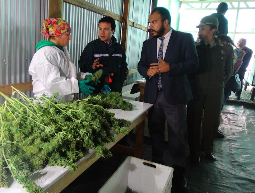 Autoridades visitaron la tercera cosecha de cannabis medicinal de la Fundación Daya