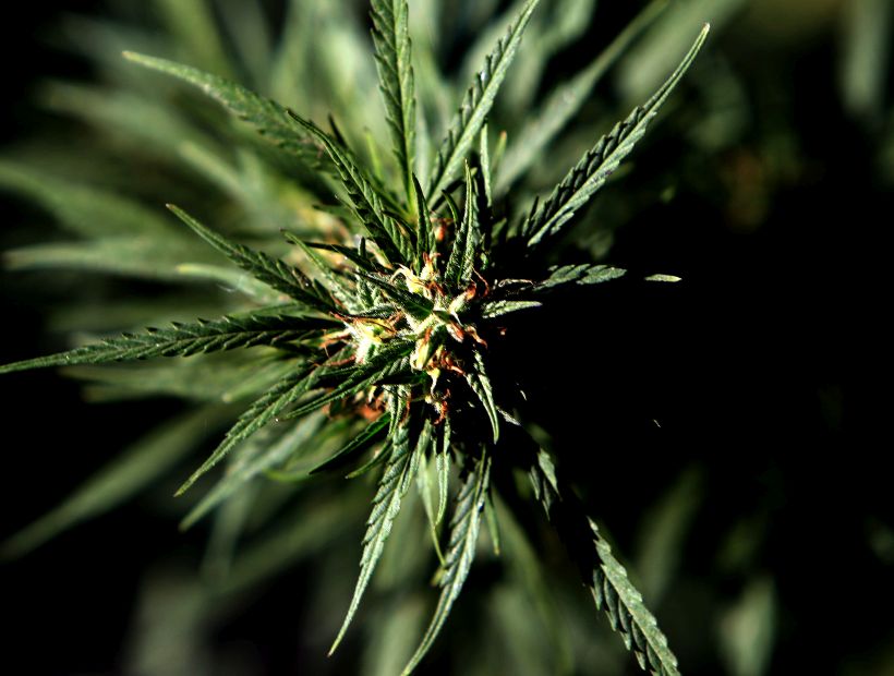 Argentina promulgó la ley que permite el uso medicinal de la marihuana