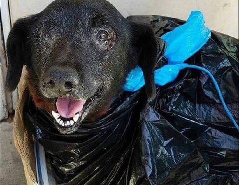 Perrita con un tumor fue abandonada dentro de una bolsa de basura en California