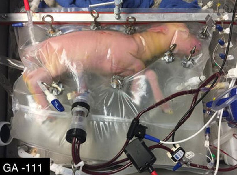 Utero artificial mantiene con vida a fetos de animales prematuros
