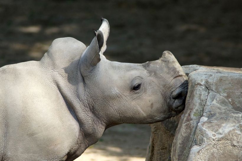 El último rinoceronte blanco del mundo busca pareja en Tinder