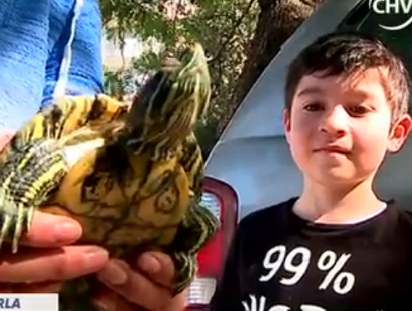 Final feliz: apareció la tortuga que se le perdió a unos niños en Providencia y que se volvió viral