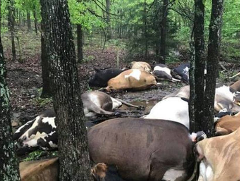 Un rayo mató a 32 vacas de forma simultánea en Estados Unidos