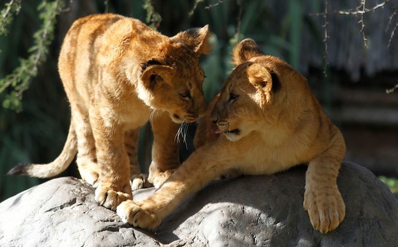 Conoce las dos cachorras de león que nacieron tras revertir la vasectomía de su padre