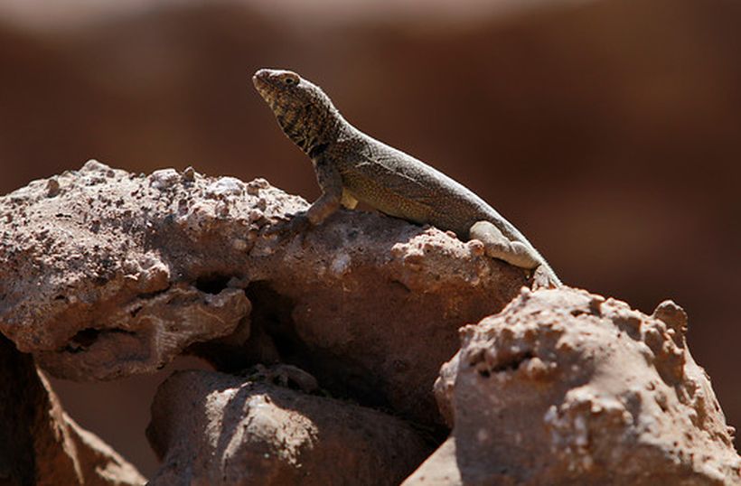El cambio climático podría amenazar a los reptiles al reducir su flora bacteriana