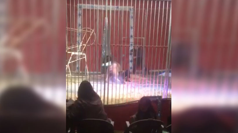 Un león atacó a su domador en pleno show circense en Francia