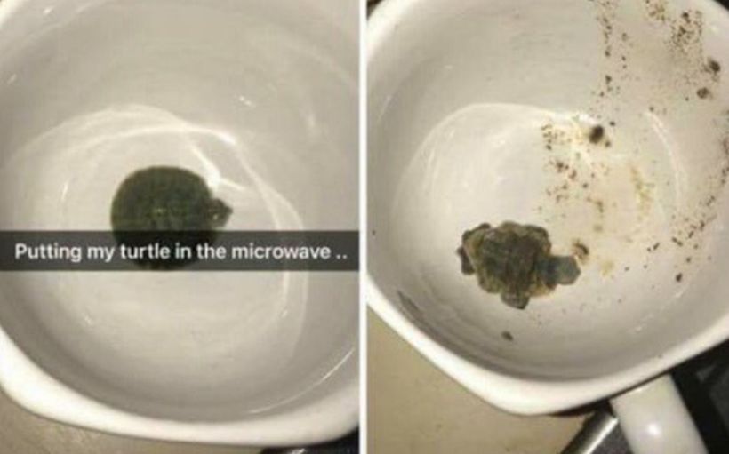 Indignación por joven que mató a una tortuga bebé cocinándola en un microondas