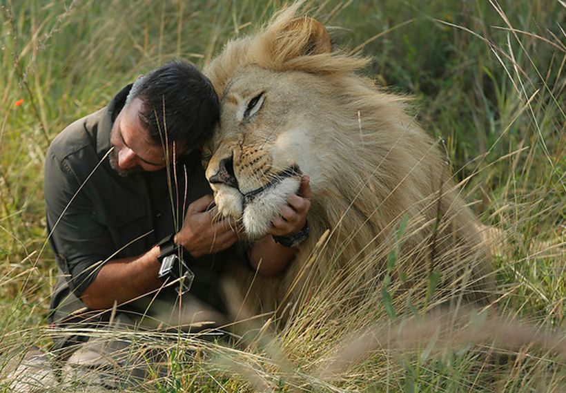El encantador de leones los trata como si fueran gatitos