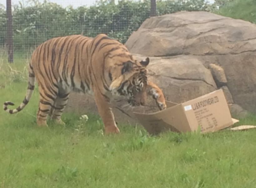 Tigre mató a una cuidadora en zoológico al norte de Londres