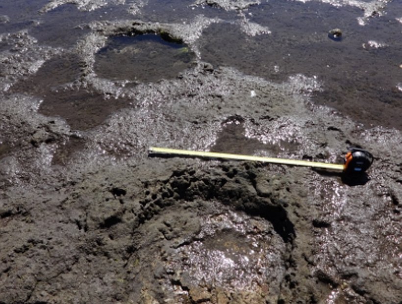 Dan a conocer presencia de huellas únicas de megafauna extinta en la costa de Puerto Montt Dan a conocer presencia de huellas únicas de megafauna extinta en la costa de Puerto Montt