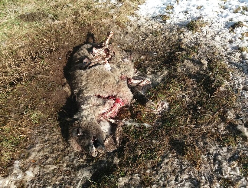 Masacre causa jauría: perros mataron más de una veintena de ovejas en Quemchi Masacre causa jauría: perros mataron más de una veintena de ovejas en Quemchi