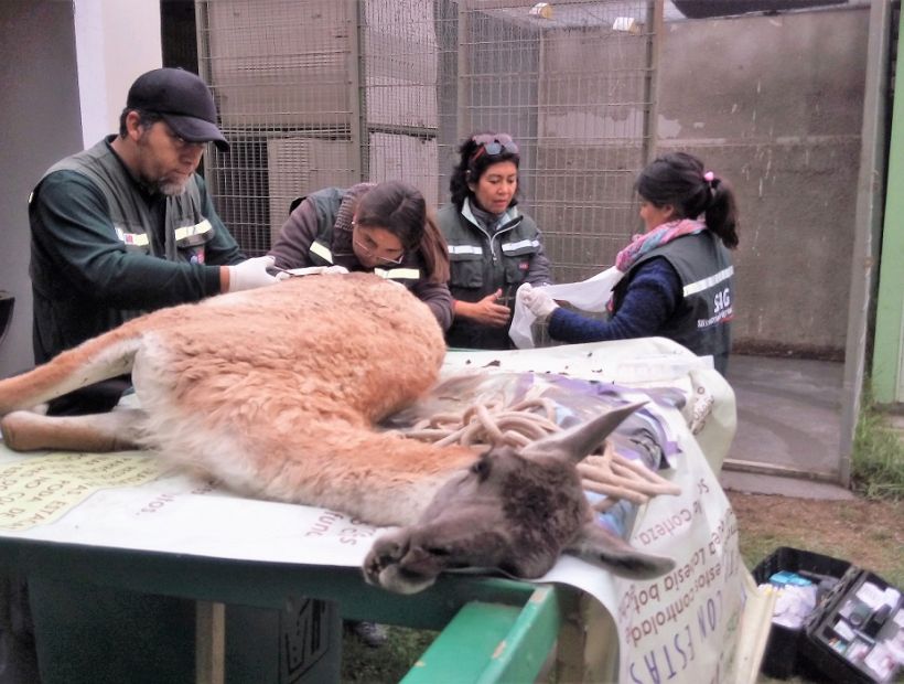 Perros atacaron nuevamente a guanaco en provincia del Huasco