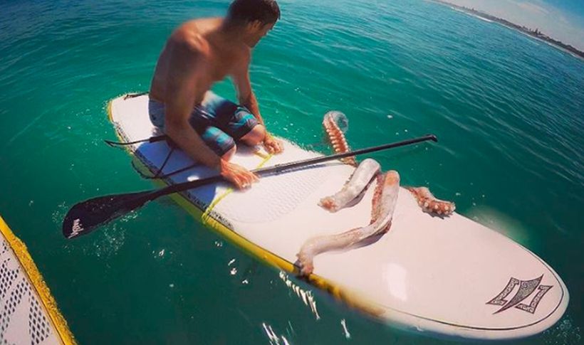 Calamar gigante se venga de surfista que lo había atrapado