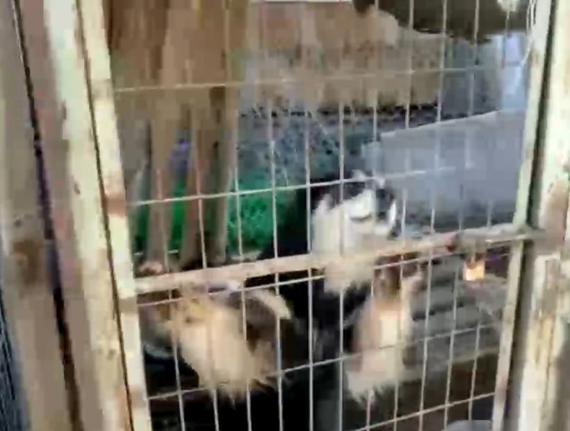 [VIDEO] Hombre tenía 51 perros en pésimas condiciones agrupados en caniles en Lampa