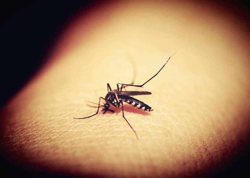 Los mosquitos son 180 veces más mortales que leones, cocodrilos y tiburones juntos