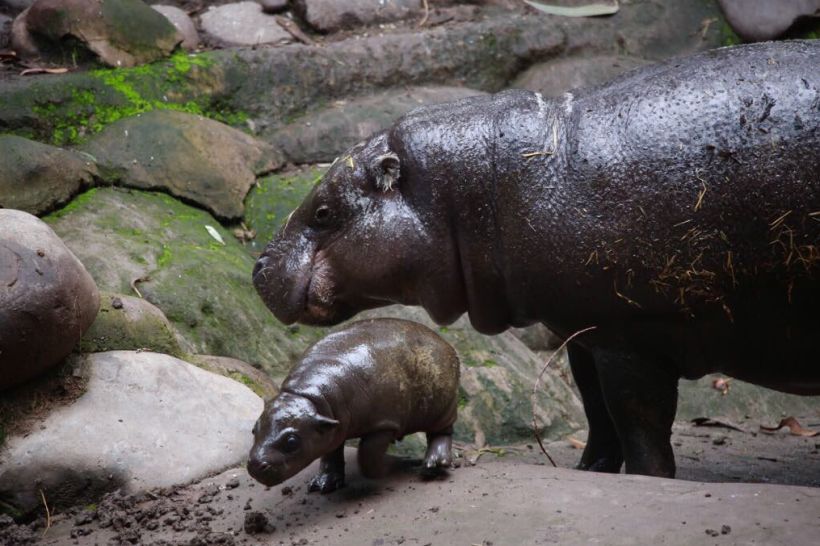 [VIDEO] Conoce a la nueva cría de hipopótamo pigmeo que nació en el Buin Zoo