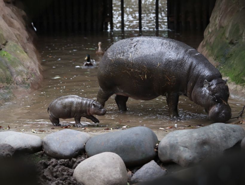 Moto Moto, el emblemático hipopótamo pigmeo de Buin Zoo fue donado a Japón  