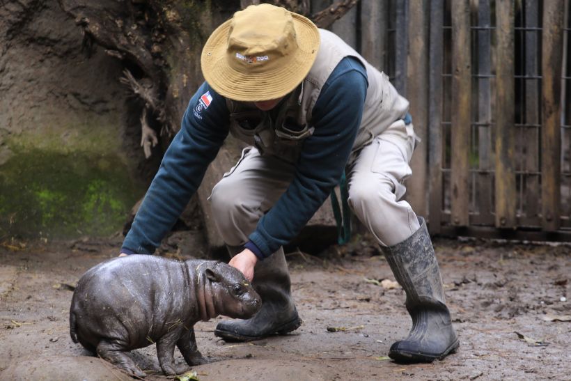 Moto Moto, el emblemático hipopótamo pigmeo de Buin Zoo fue donado a Japón  