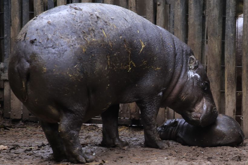 Moto Moto, el emblemático hipopótamo pigmeo de Buin Zoo fue donado a Japón  