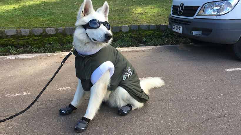 Perros policiales tendrán lentes con filtro UV y botas especiales para patrullar en centros invernales