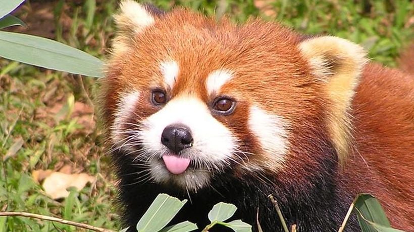 Un oso panda rojo escapó por casi cinco horas del Zoológico Nacional
