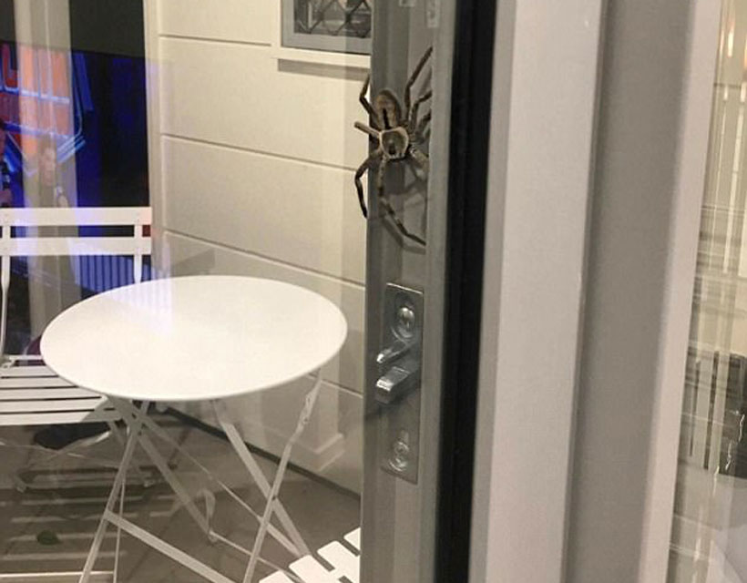 Pareja australiana encontró una descomunal y aterradora araña en su casa