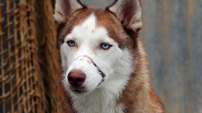 La bella historia de Patriota: perro maltratado cuando cachorro hoy ayuda a niños víctimas de abusos