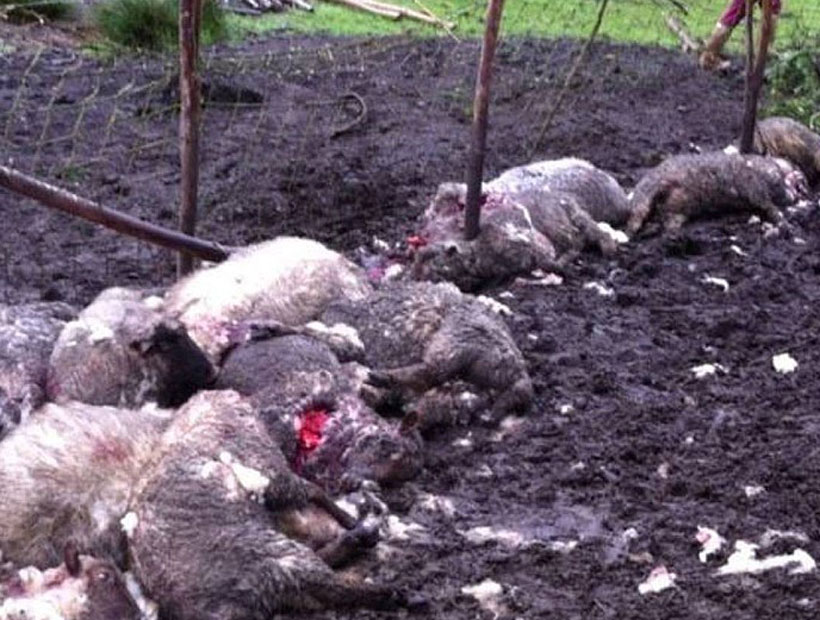 Denuncian que perros asilvestrados mataron 16 corderos y 6 vacunos en la provincia de Osorno Denuncian que perros asilvestrados mataron 16 corderos y 6 vacunos en la provincia de Osorno
