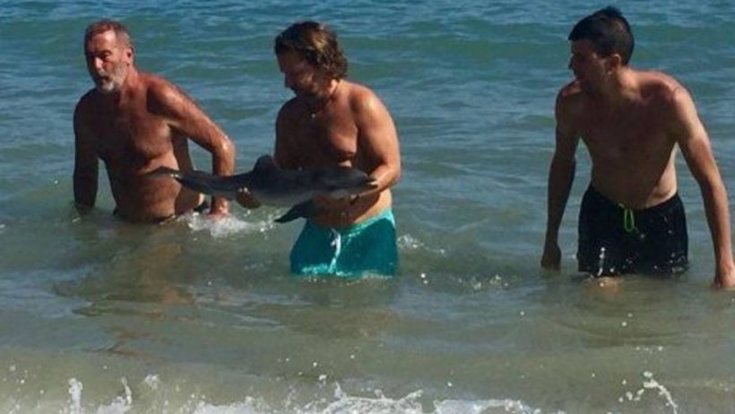 Turistas mataron a una cría de delfín en España tras sacarlo del agua y fotografiarlo